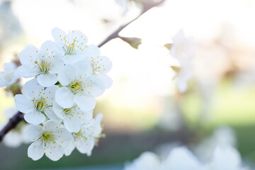 A bunch of white flowers on a tree branch with copy space. Spring concept. Beautiful card for a holiday (Mother's Day, birthday).
