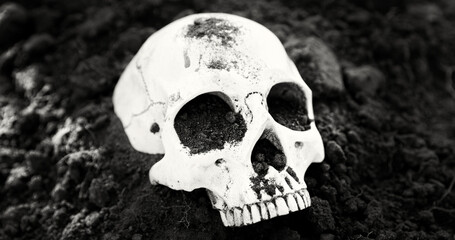 Human skull in the soil black and white