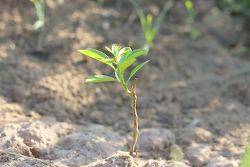 Photo of a lemon plant after successfully grafting