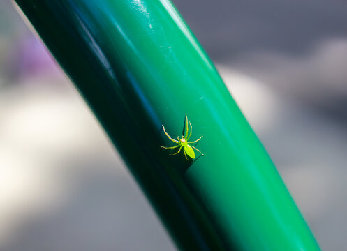 Closeup shot of a magnolia green jumper spider on a green rod