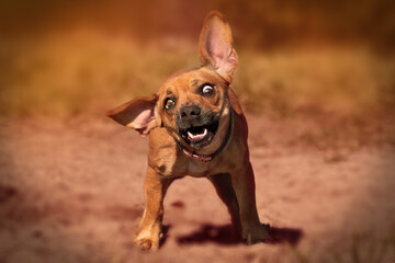 Closeup shot of a funny puggle dog playing in the park on the blurry background