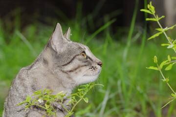 Naklejka na ściany i meble A pet tabby gray cat sitting in the garden looking up