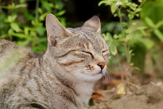 A pet tabby gray cat sitting in the garden with its eyes closed