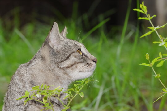 A pet tabby gray cat sitting in the garden looking up