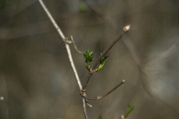 wiosenne listki na drzewie
