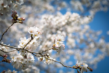 Fototapeta premium blooming tree
