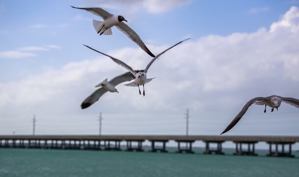 Flock of seagulls flying over the ocean with the Seven Mile Bridge in the background