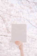 hold a white card in front of the cherry blossom background