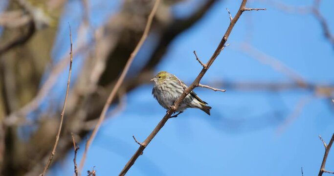Eurasian siskin or Spinus spinus bird close up
