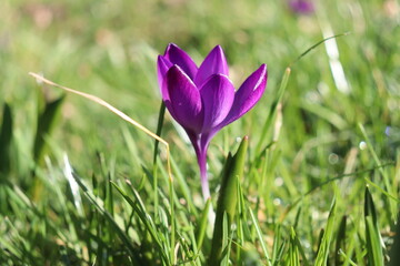 Obraz premium closeup of purple crocus flower