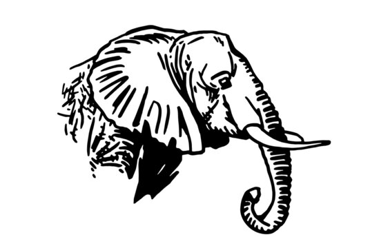 Graphical portrait of elephant iaolated on white background,vector element