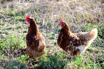 Free range egg Layer chickens