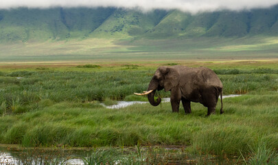 Beautiful shot of an African bush elephant in large green pasture in Tanzania Safari with blue sky