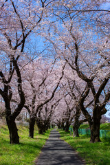 cherry blossom trees