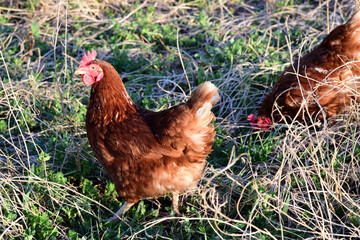 Free range egg Layer chickens