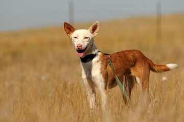 Perro en protectora de animales