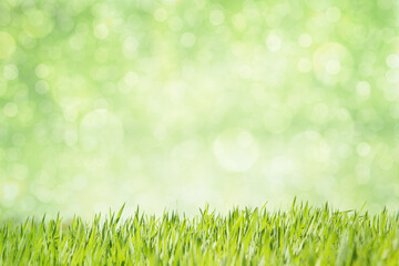 Green grass with fresh leaves and green blur in background