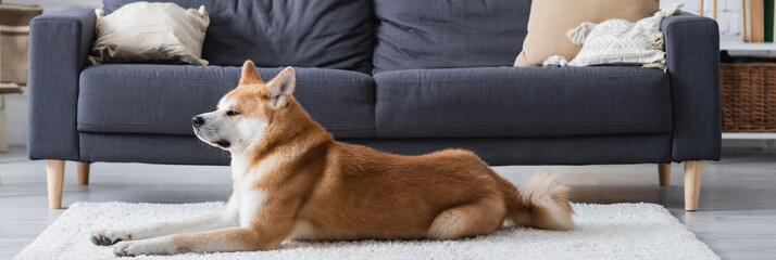 akita inu dog lying on carpet in modern living room, banner.