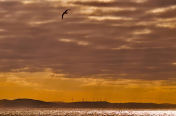 Bird and Wind Farm