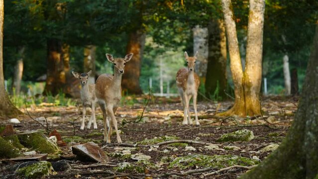 Female fallow deer in natural environment. Deer Dama dama. Vision Park in Auberive region, France. Slow motion
