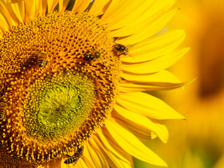 Honey bee collecting pollen at yellow flower. close up