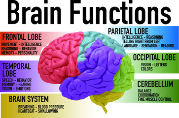 Brain Functions 