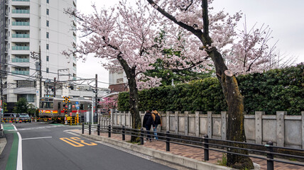 桜と鉄道