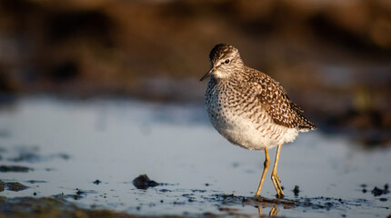 Wood sandpiper (Tringa glareola) foraging