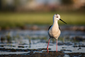 Black-winged stilt (Himantopus himantopus) foraging in a marshy environment
