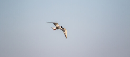 Obraz premium Whiskered tern (Chlidonias hybrida) in flight