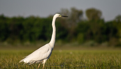 Great egret (Ardea alba) looking for fish in a marshy environment