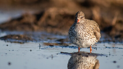 Common redshank (Tringa totanus) foraging