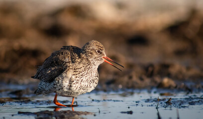 Common redshank (Tringa totanus) calling