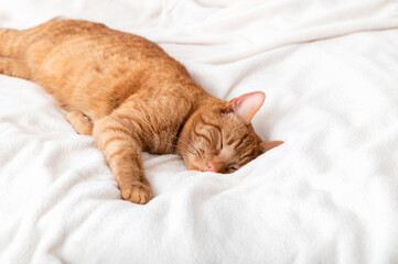 Fototapeta na wymiar Cute ginger cat sleeps on bed with white fluffy blanket