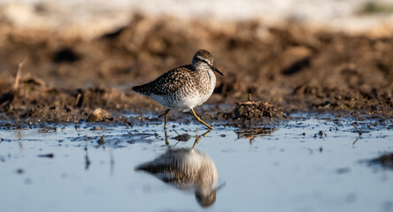 Wood sandpiper (Tringa glareola) foraging