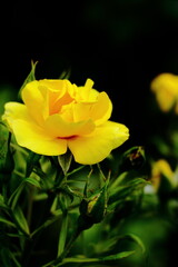 黄色の薔薇｜黒背景