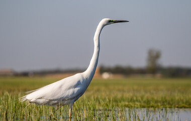 Great egret (Ardea alba) looking for fish in a marshy environment