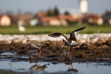 Common redshank (Tringa totanus) mating display