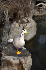 Duck bar-headed goose resting on the rocks on the shore