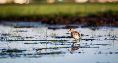 Wood sandpiper (Tringa glareola) foraging