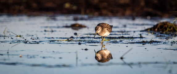 Wood sandpiper (Tringa glareola) foraging