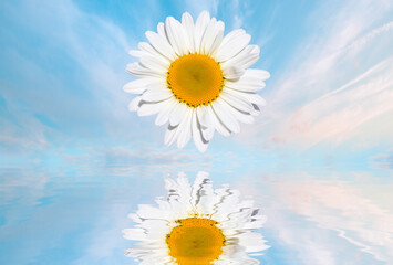 A daisy flower among the clouds and their reflection in the water