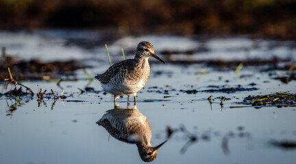 Wood sandpiper (Tringa glareola) foraging