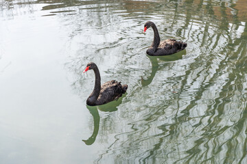 Black swan swimming on the water