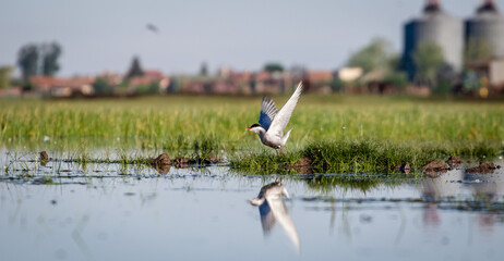 Whiskered tern (Chlidonias hybrida) flying off in front of large silos