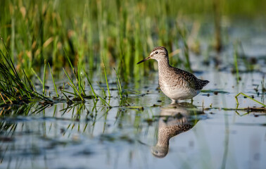 Wood sandpiper (Tringa glareola) foraging