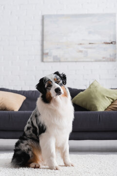 australian shepherd dog sitting on carpet and looking at camera in living room.