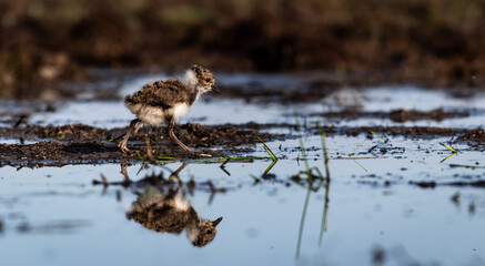 Tiny northern lapwing (Vanellus vanellus) chick in a marshy environment