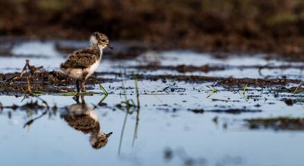 Tiny northern lapwing (Vanellus vanellus) chick in a marshy environment
