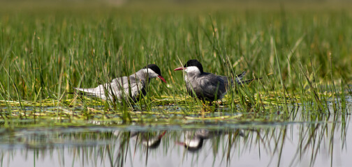 A pair of whiskered terns (Chlidonias hybrida) in a marshy environment